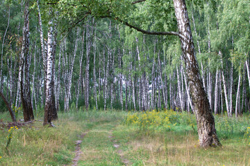 Obraz premium Birch grove on a sunny summer day.