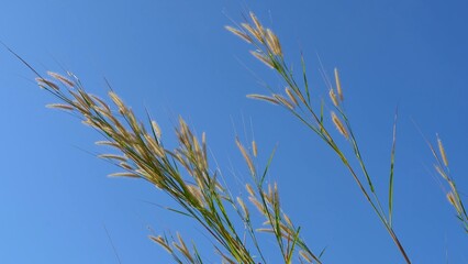 Grass flower, meadow, sky background, peaceful nature