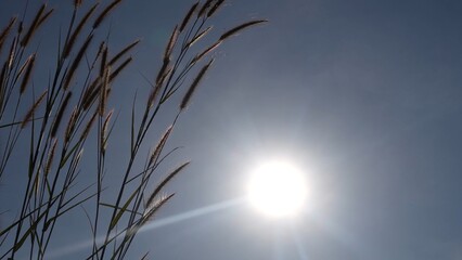 grass flowers, grassland, sunset, beautiful nature