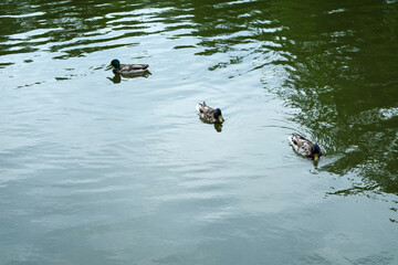 Three ducks swimming in a city pond