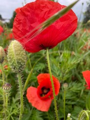 Naklejka premium red poppy flower