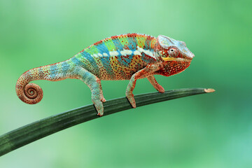 Beautiful of chameleon panther, chameleon panther on branch, chameleon panther closeup