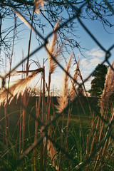Obraz premium Dry grass across a Fence