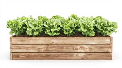 Fototapeta premium Wooden Planter Box with Lush Green Salad Leaves Isolated