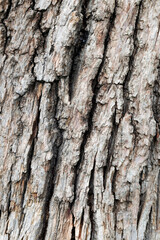 Obraz premium Old tree cracked bark.