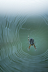 Spider in spider web at early morning. Poland, Europe.