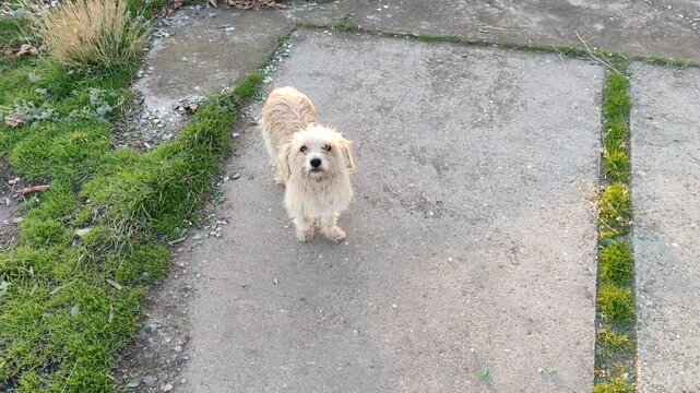 Cute white shaggy stray dog wags tail and walks away