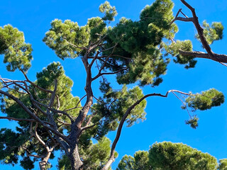 Las ramas de los árboles centenarios del maravilloso Parque de El Retiro de Madrid