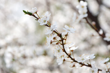 cherry. White flowers. flowering branch in the garden. delicate spring flowers on blooming trees. macro photo, delicate flowering. soft focus. beauty of nature. close-up. Cherry tree in Spring time