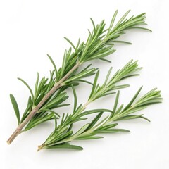 Obraz premium Fresh rosemary sprigs with vibrant green color and needle-like leaves for culinary use