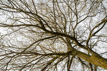 Obraz premium Moss-covered branches of a leafless tree show the first hints of new shoots preparing for the season ahead in early Spring