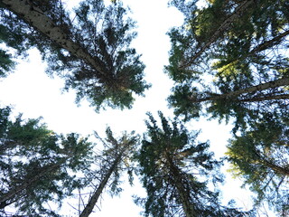 Tree canopies with a view of the sky. tree crowns from ground perspective in the forest. Leafless...