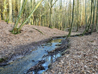 A winding forest stream in the Ketelshagen Forest on the island of Rügen. Erosion shapes the landscape and enhances the forest climate