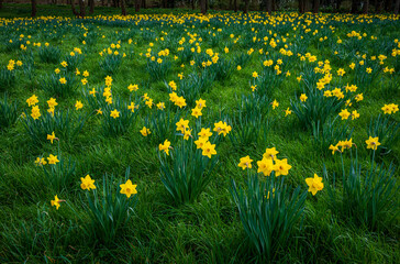 Obraz premium Several bunches of bright yellow daffodils bloom in unison across a lush grass field, embodying the vibrant spirit of spring 1