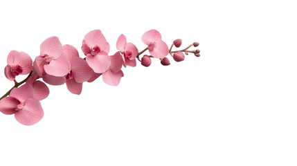 Fototapeta premium Delicate pink orchids branch isolated on transparent background, cutout