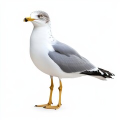 Obraz premium Seagull isolated on a white background, ideal for wildlife, ornithology, and nature design concepts.