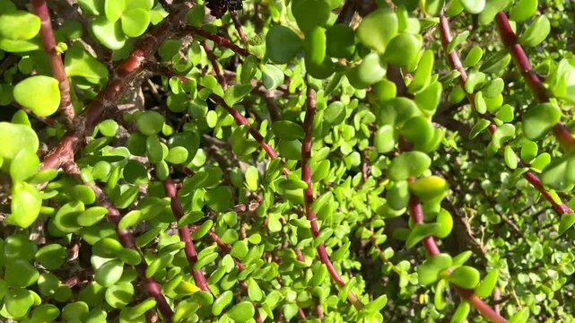 Portulacaria afra or Spekboom, Elephant Bush, Porkbush is a small-leaved succulent plant native from South Africa,4K video