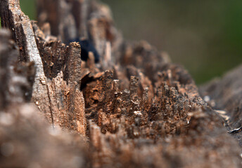 Obraz premium The texture of the tree bark has an abstract artistic pattern that forms a natural pattern.