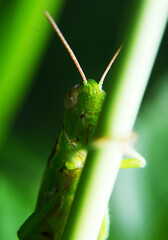 The abundant presence of grasshoppers helps maintain predator populations and maintain the balance of the ecosystem as a whole.