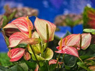 Anthurium flowers with glossy green leaves  decoration in the garden.Heart-shaped flowers