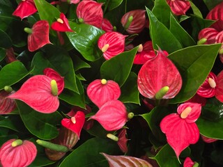 Red Anthurium flowers with glossy green leaves, creating a striking contrast.flowers background.Heart-shaped flowers