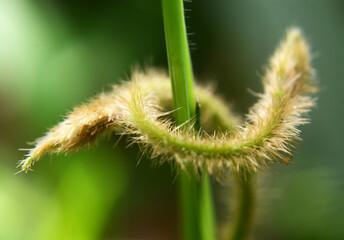 Obraz premium Trichomes are fine hairs that grow around the surface of the epidermal tissue of plants