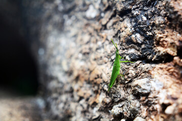 The green steamed grasshopper (Atractomorpha crenulata) is a species of grasshopper from the genus...