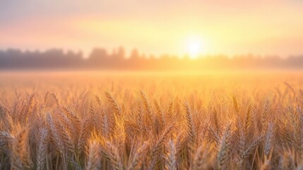 Fototapeta premium Wheat field illuminated by the first rays of sunrise, morning mist lifting, peaceful scene, new dawn and prosperity