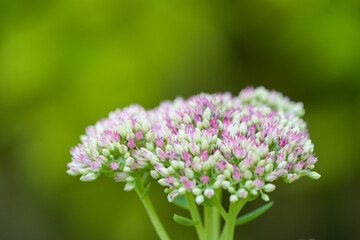 Obraz premium Flowering sedum. Plant in close-up against a green background. 