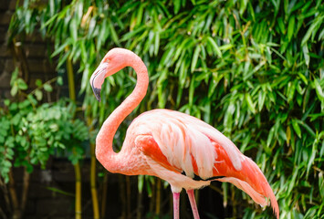 Portrait of a flamingo. Bird close-up against a green background.
