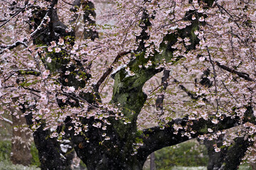 櫻と雪