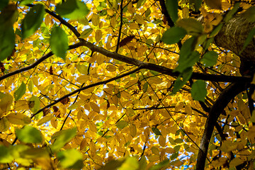 Autumn Leaves