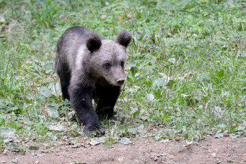 Fototapeta premium Brown bear cub in forest