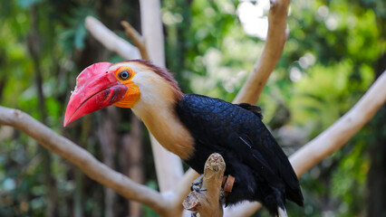 The toco tukan (Ramphastos toco) is a known species of bird in the tukan family. Writhed hornbill (Aceros leucocephalus) © Syahrul
