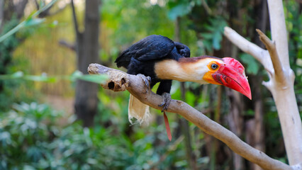 The toco tukan (Ramphastos toco) is a known species of bird in the tukan family. Writhed hornbill (Aceros leucocephalus) © Syahrul