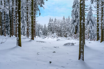 Fototapeta premium Beautiful winter forest with lots of snow in the Bavarian Forest National Park Germany