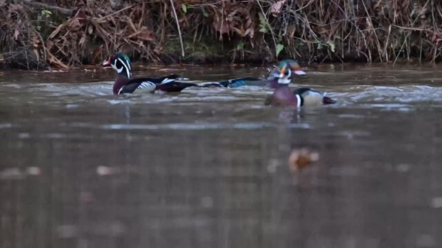 Migrating Wood Ducks visiting and enjoying a small farm pond