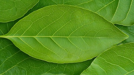 Obraz premium Close-up nature photography fresh green leaves on the forest floor's botanical beauty