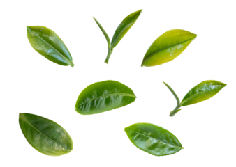 Green tea leaves flying in the air isolated on background.