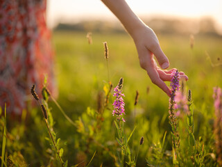 woman's hand touching purple wildflowers, close-up of fingers holding grain, delicate hand in field of wheat, golden hour macro shot of wheat, sunlight on woman's hand