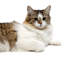 Fluffy cat on a white background