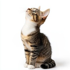 Obraz premium American shorthair cat closeup studio pet photography bright light