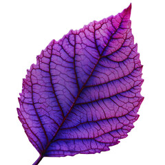 Obraz premium Vibrant Purple Leaves Against a Soft Green Background