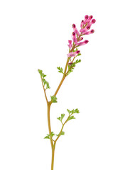 Dense-flowered fumitory plant isolated on white background, Fumaria densiflora