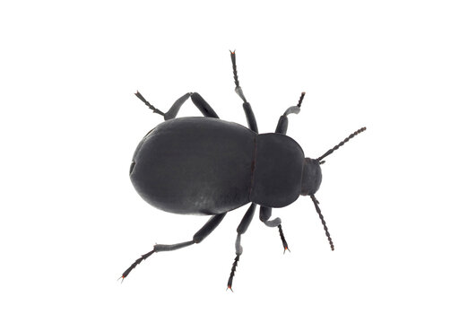 Darkling beetle isolated on white background, Blaps sp