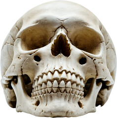 Obraz premium Skull isolated on Transparent and White Background