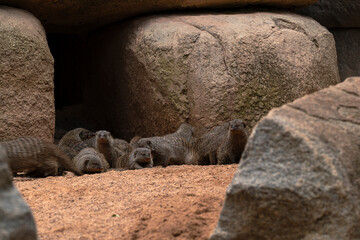 Obraz premium photographs of striped mongooses in nature in their natural habitat