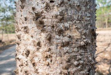 Close up of a trunk of Bombax ceiba tree cover with cone-shaped spines. The spines deter attacks by...