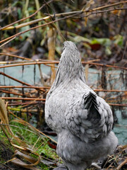 Gray hen walking around outdoors. Chicken portrait. Free range poultry. Farming and agriculture.