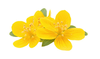 Yellow flowers with green leaves, vibrant petals, delicate structure, natural beauty, isolated on white background, isolated on transparent background, png